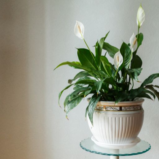 Decorative Plant Pot