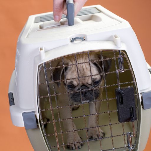 Dog Crate (Large Breed Accommodation)