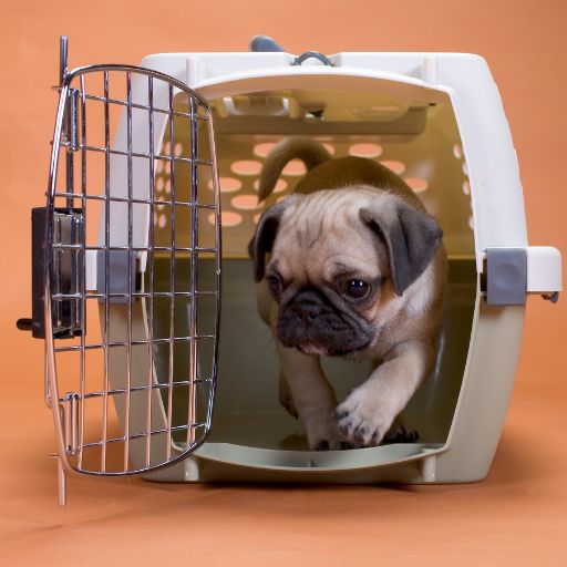 Dog Crate (Large Breed)
