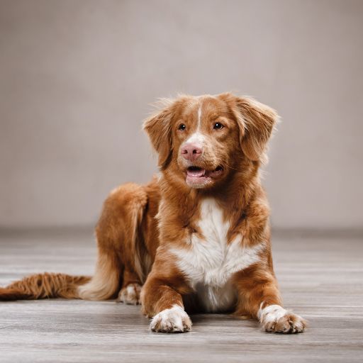 Medium Dog (Body Length)