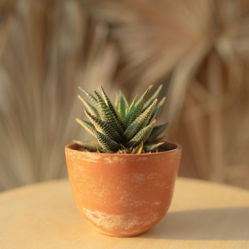 Plant Pot Diameter