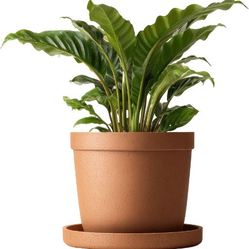 Plant Pot Diameter