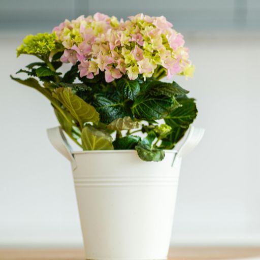 Ruler-Sized Plant or Flower Stem