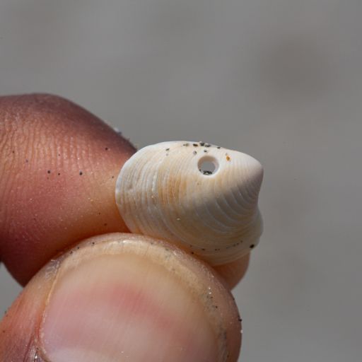 Small Seashell