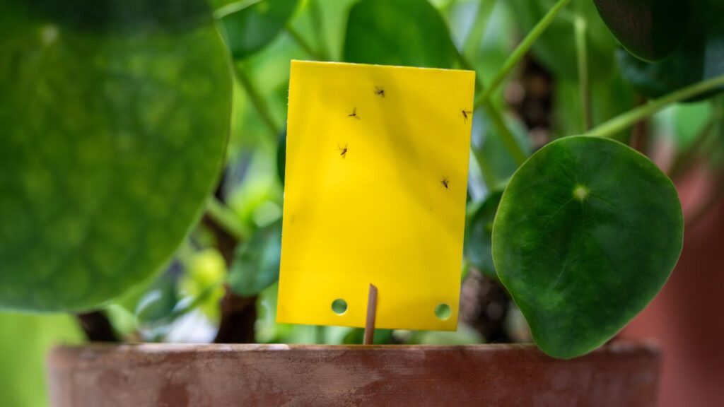 Fungus Gnats
